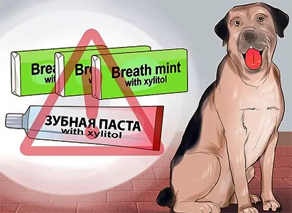 зубная паста для собак